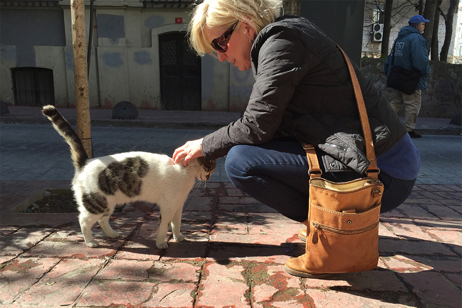 "Cats